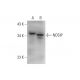 NOSIP Antibody (G-6) - Western Blotting - Image 331179 