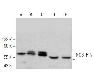 NOSTRIN Antibody (B-9) - Western Blotting - Image 369284 
