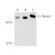 Notch1 Antibody (8G10) - Western Blotting - Image 9891