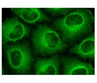 Notch 1 Antibody (A-8) - Immunofluorescence - Image 156267