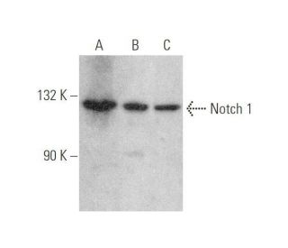 Notch1 Antibody (C-10) - Western Blotting - Image 349976 