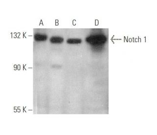 Notch1 Antibody (E-4) - Western Blotting - Image 349978 