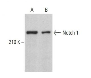 western blotting image from recommended Notch1 (A-8) monoclonal antibody replacement. Image 379702