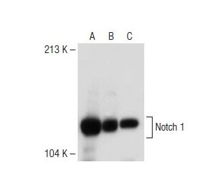 Notch1 Antibody (mN1A) - Western Blotting - Image 149412 