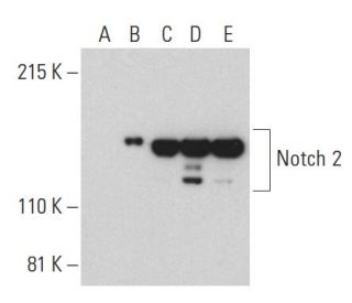 Notch 2 Antibody (F-10) - Western Blotting - Image 399411 