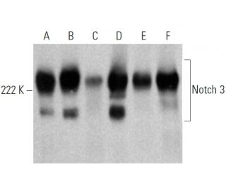 western blotting image from recommended Notch 3 (A-6) monoclonal antibody replacement. Image 368026