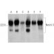 western blotting image from recommended Notch 3 (A-6) monoclonal antibody replacement. Image 368026