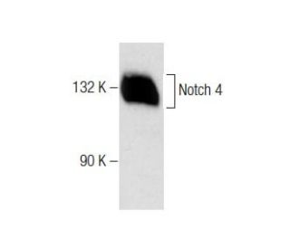 Notch 4 Antibody (C-3) - Western Blotting - Image 284443 