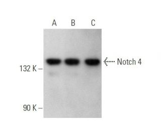 western blotting image from recommended Notch 4 (A-12) monoclonal antibody replacement. Image 352769