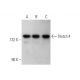 This polyclonal antibody has been discontinued. See our recommended <a href="notch-4-antibody-a-12">Notch 4 (A-12)</a> monoclonal antibody (sample data shown). western blotting image from recommended Notch 4 (A-12) monoclonal antibody replacement. Image 352769