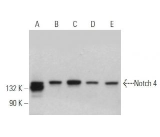 Notch 4 Antibody (A-12) - Western Blotting - Image 361615 