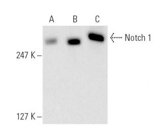 Notch1 Antibody (8G10) - Western Blotting - Image 9891 
