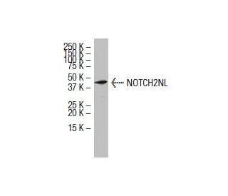 NOTCH2NL Antibody (39-Y) - Western Blotting - Image 33680 