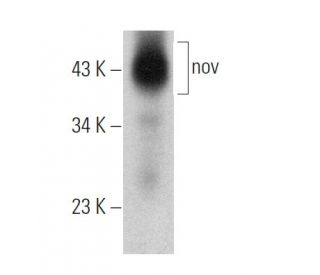 nov Antibody (D-9) - Western Blotting - Image 368434 