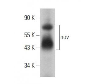 nov Antibody (F-11) - Western Blotting - Image 369789 