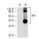 nov Antibody (F-7) - Western Blotting - Image 54504