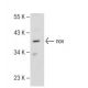 nov Antibody (F-7) - Western Blotting - Image 109302 
