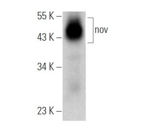 nov Antibody (F-8) - Western Blotting - Image 368431 