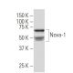 Nova-1 Antibody (512Y) - Western Blotting - Image 33711