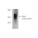 Nox4 Antibody (C-3) - Western Blotting - Image 395665