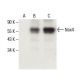 Nox4 Antibody (C-3) - Western Blotting - Image 396352 