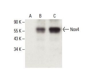 Nox4 Antibody (C-3) - Western Blotting - Image 396352The Double Nickase Plasmid features a U6 promoter for sgRNA expression, a 20 nt targeting sequence, and a gRNA scaffold to guide Cas9n. It includes a CBh promoter for Cas9n (D10A) and puromycin resistance, GFP for transfection verification, and nuclear localization signals (NLS). The 2A peptide allows co-expression of Cas9n and Puro from a single promoter, enabling precise genome editing with reduced off-target effects.