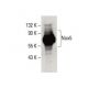Nox5 Antibody (A-3) - Western Blotting - Image 395972