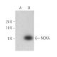 NOXA Antibody (F-3) - Western Blotting - Image 368577