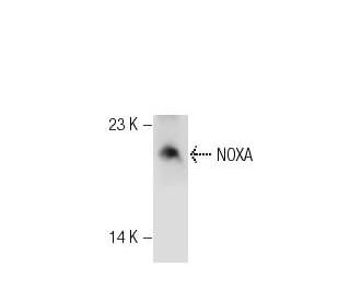 western blotting image from recommended NOXA (114C307) monoclonal antibody replacement. Image 35425