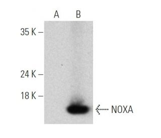 western blotting image from recommended NOXA (F-3) monoclonal antibody replacement. Image 368575