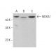 NOXA1 Antibody (H-6) - Western Blotting - Image 385292 