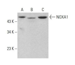NOXA1 Antibody (H-6) - Western Blotting - Image 385292The Double Nickase Plasmid features a U6 promoter for sgRNA expression, a 20 nt targeting sequence, and a gRNA scaffold to guide Cas9n. It includes a CBh promoter for Cas9n (D10A) and puromycin resistance, GFP for transfection verification, and nuclear localization signals (NLS). The 2A peptide allows co-expression of Cas9n and Puro from a single promoter, enabling precise genome editing with reduced off-target effects.