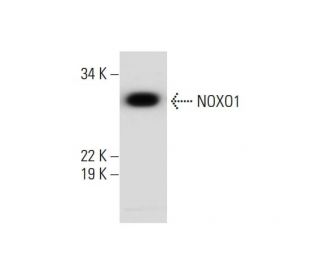 NOXO1 Antibody (F-5) - Western Blotting - Image 291984 