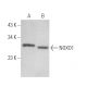 NOXO1 Antibody (F-5) - Western Blotting - Image 373174