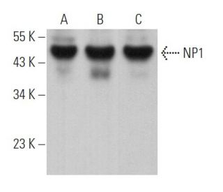 NP1 Antibody (B-8) - Western Blotting - Image 364394