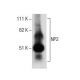 NP2 Antibody (22) - Western Blotting - Image 285111