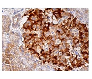 immunohistochemistry image from recommended NP2 (G-9) monoclonal antibody replacement. Image 159058