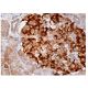 immunohistochemistry image from recommended NP2 (G-9) monoclonal antibody replacement. Image 159058