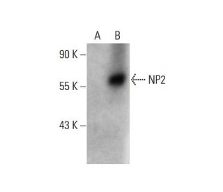 NP2 Antibody (G-2) - Western Blotting - Image 144802