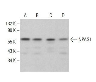 NPAS1 Antibody (F-4) - Western Blotting - Image 383759 
