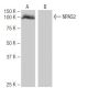 NPAS2 Antibody (FT-68) - Western Blotting - Image 65018