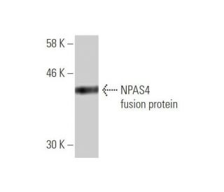 NPAS4 Antibody (4E4) - Western Blotting - Image 350359