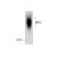 western blotting image from recommended NPC1 (G-1) monoclonal antibody replacement. Image 132740