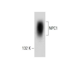 NPC1 Antibody (E-9) - Western Blotting - Image 132739