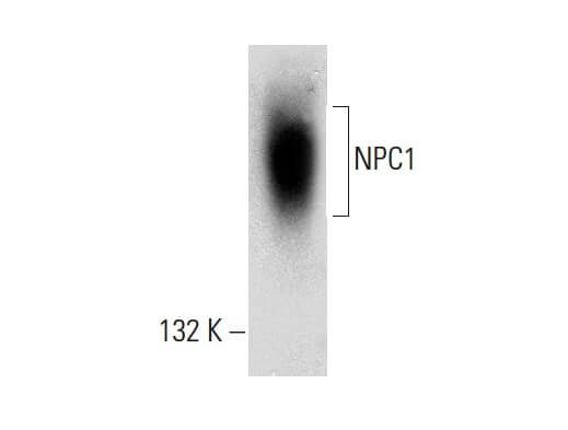 THP 1ml リキッド CNP CBP CBD CBN cbg 専用 THP 1ml リキッド CBP CNP CBD CBN CBG