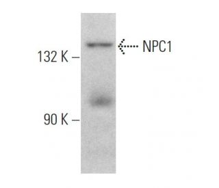 THP 1ml リキッド CNP CBP CBD CBN cbg CBPリキッド 1ml 高濃度配合 CBP CBD CBN CBG 510規格（Amazon