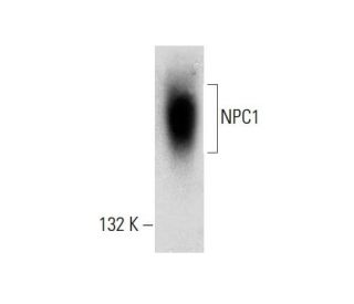NPC1 Antibody (G-1) - Western Blotting - Image 132740