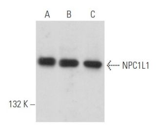 NPC1L1 Antibody (G-1) - Western Blotting - Image 356661 