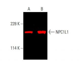 NPC1L1 Antibody (G-1) - Western Blotting - Image 387657