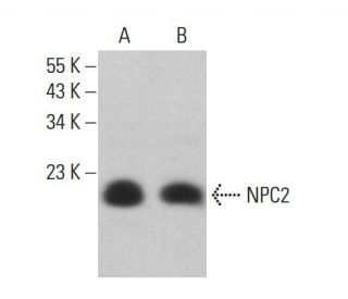 NPC2 Antibody (D-3) - Western Blotting - Image 381902 